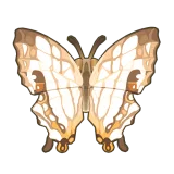 Petit Planet Common Mapwing icon
