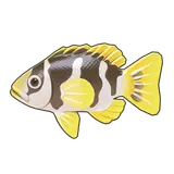 Petit Planet Blacksaddled Coralgrouper icon