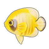 Petit Planet Bluecheek Butterflyfish icon