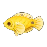 Petit Planet Canary Wrasse icon