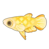 Petit Planet Golden Wonder Killifish icon