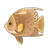 Petit Planet Gray Angelfish icon