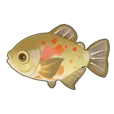 Petit Planet Orange-Blotched Pacu icon