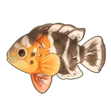 Petit Planet Red-Breasted Wrasse icon