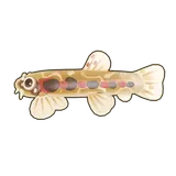 Petit Planet Red-Spotted Loach icon