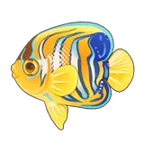 Petit Planet Royal Angelfish icon