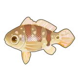 Petit Planet Speckled Peacock Bass icon