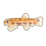 Petit Planet Spined Loach icon