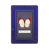 Petit Planet Crimson Tip Butterfly Wall Art icon