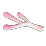 Petit Planet Coral Branch icon