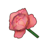 Petit Planet Pink Mooncycle Rose icon