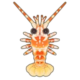 Petit Planet Pink Spiny Lobster icon