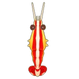 Petit Planet Skunk Cleaner Shrimp icon