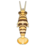 Petit Planet Striped Bumblebee Shrimp icon